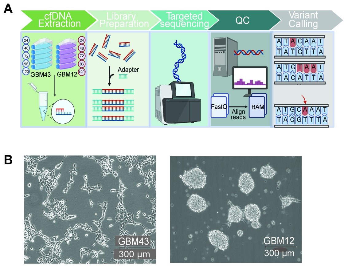 Top: a five-step workflow schematic: cfDNA extraction from GBM43 and GBM12 cultures sampled at 24, 48, 72, 96 and 120 hours, library preparation, targeted sequencing, quality control, and variant calling. Bottom: brightfield micrographs of the two patient-derived glioblastoma lines. GBM43 grows as adherent, spindle-shaped cells and GBM12 as rounded neurospheres (scale bars 300 µm).