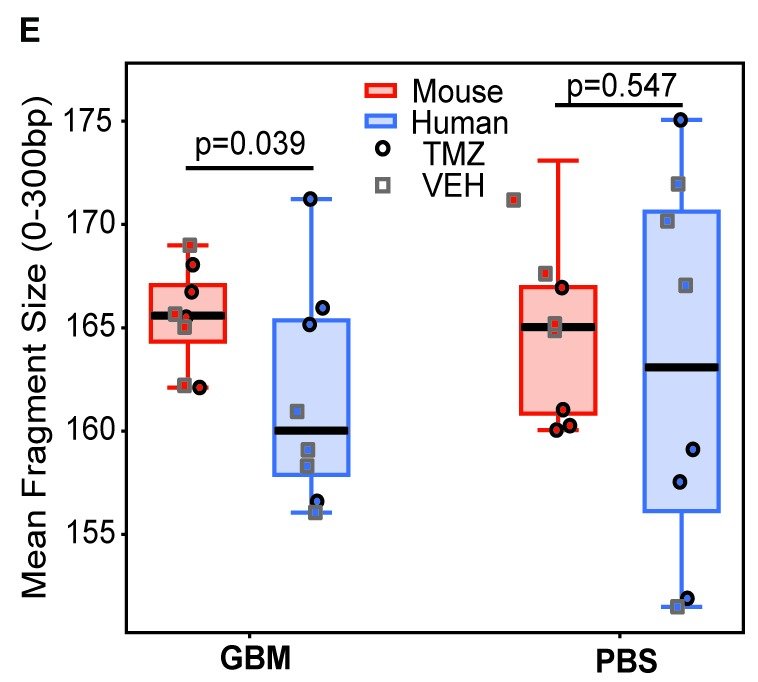 Box plots of mean cfDNA fragment size (0 to 300 bp) for mouse-derived (red) and human-derived (blue) reads. In tumor-bearing mice, human fragments are shorter than mouse fragments (P = 0.039). In PBS-injected control mice, the difference is not significant (P = 0.547).