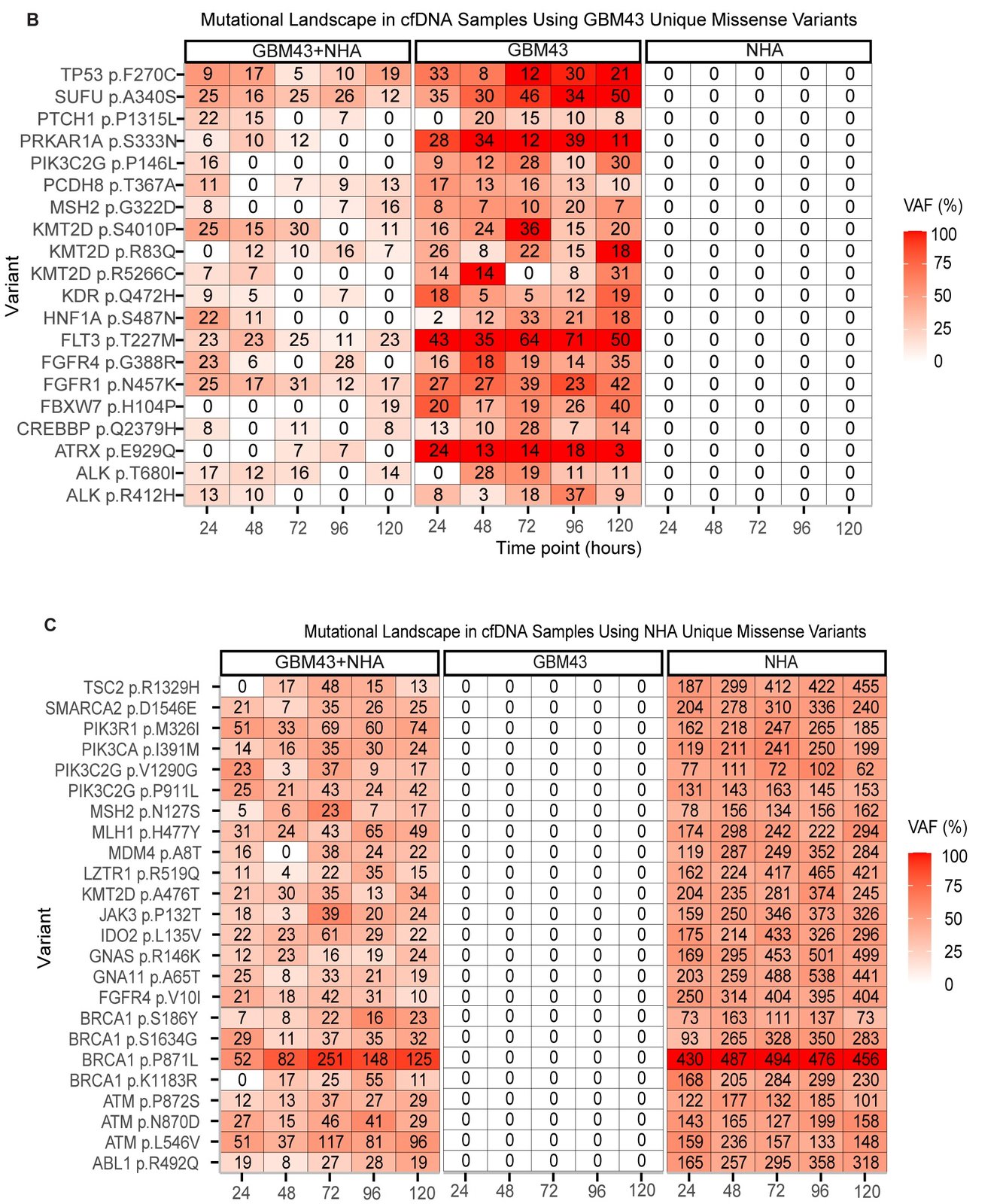 Two heatmaps of variant allele frequency in cfDNA from GBM43 plus astrocyte co-culture, GBM43 monoculture and astrocyte (NHA) monoculture, each at 24 to 120 hours. Top: variants unique to GBM43 appear in GBM43 and co-culture cfDNA and are absent from NHA cfDNA. Bottom: variants unique to NHA appear in NHA and co-culture cfDNA and are absent from GBM43 cfDNA. Cells show supporting read counts.