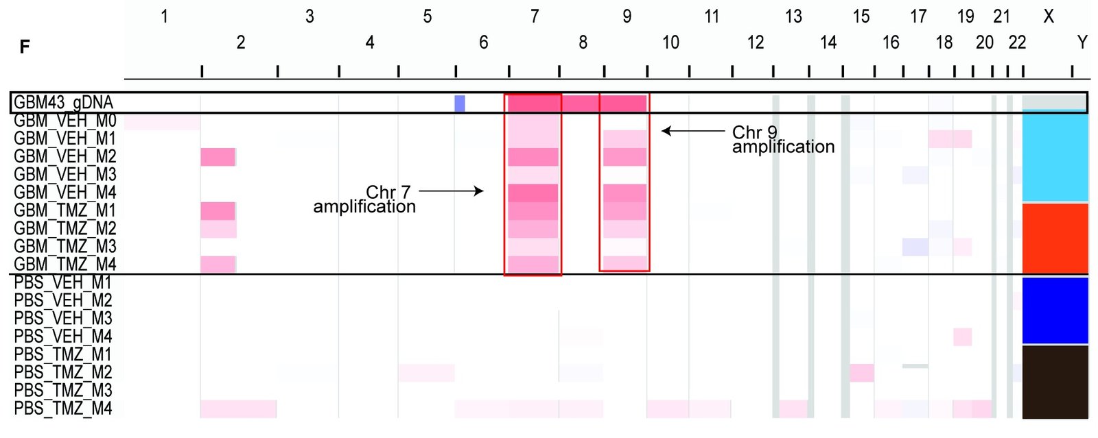 Genome-wide copy number heatmap with chromosomes 1 to 22, X and Y along the top. The first row, GBM43 genomic DNA, shows gains of chromosomes 7, 8 and 9. Plasma cfDNA from GBM43 tumor-bearing mice, treated with vehicle or temozolomide, shows matching gains of chromosomes 7 and 9, outlined in red. Plasma from PBS-injected control mice shows no such gains.