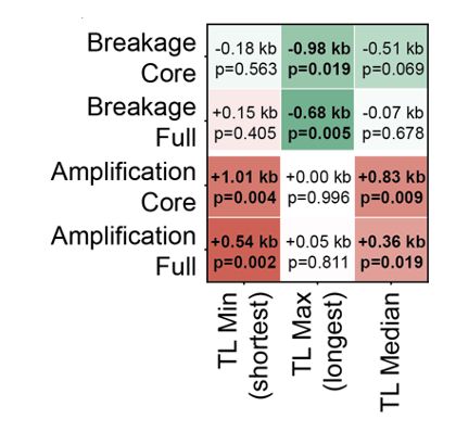 Heatmap of associations between telomere length metrics and structural outcomes. Rows: breakage and amplification, each scored on core and full sample sets. Columns: minimum, maximum and median telomere length. Breakage associates with shorter maximum telomere length; amplification associates with longer minimum and median telomere length.