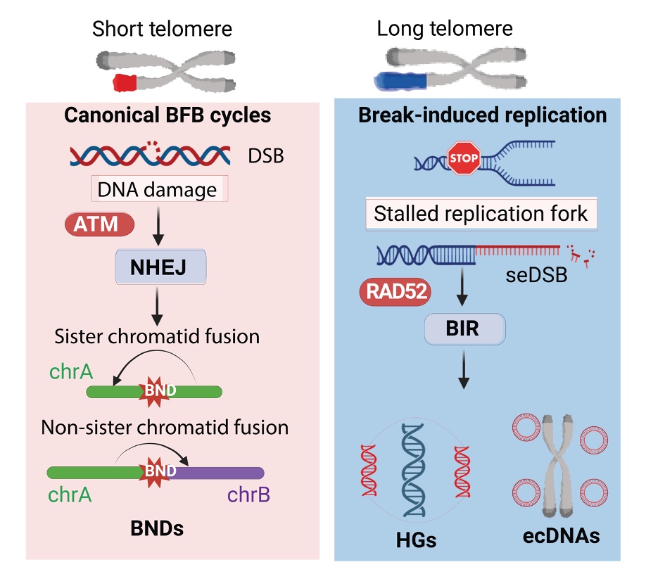 Model contrasting two routes to structural change. On the short-telomere side, DNA damage signals through ATM and NHEJ to sister and non-sister chromatid fusions, producing breakend junctions. On the long-telomere side, a stalled replication fork and single-ended double-strand break signal through RAD52 to break-induced replication, producing hybrid genomes and ecDNA.