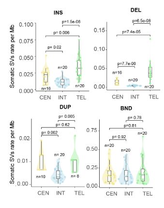 Four violin plots of somatic structural variant rate per megabase across centromeric, interstitial and telomeric compartments, for insertions, deletions, duplications and breakends. Insertions, deletions and duplications are elevated in telomeric and centromeric compartments relative to interstitial regions; breakends show no compartment preference.