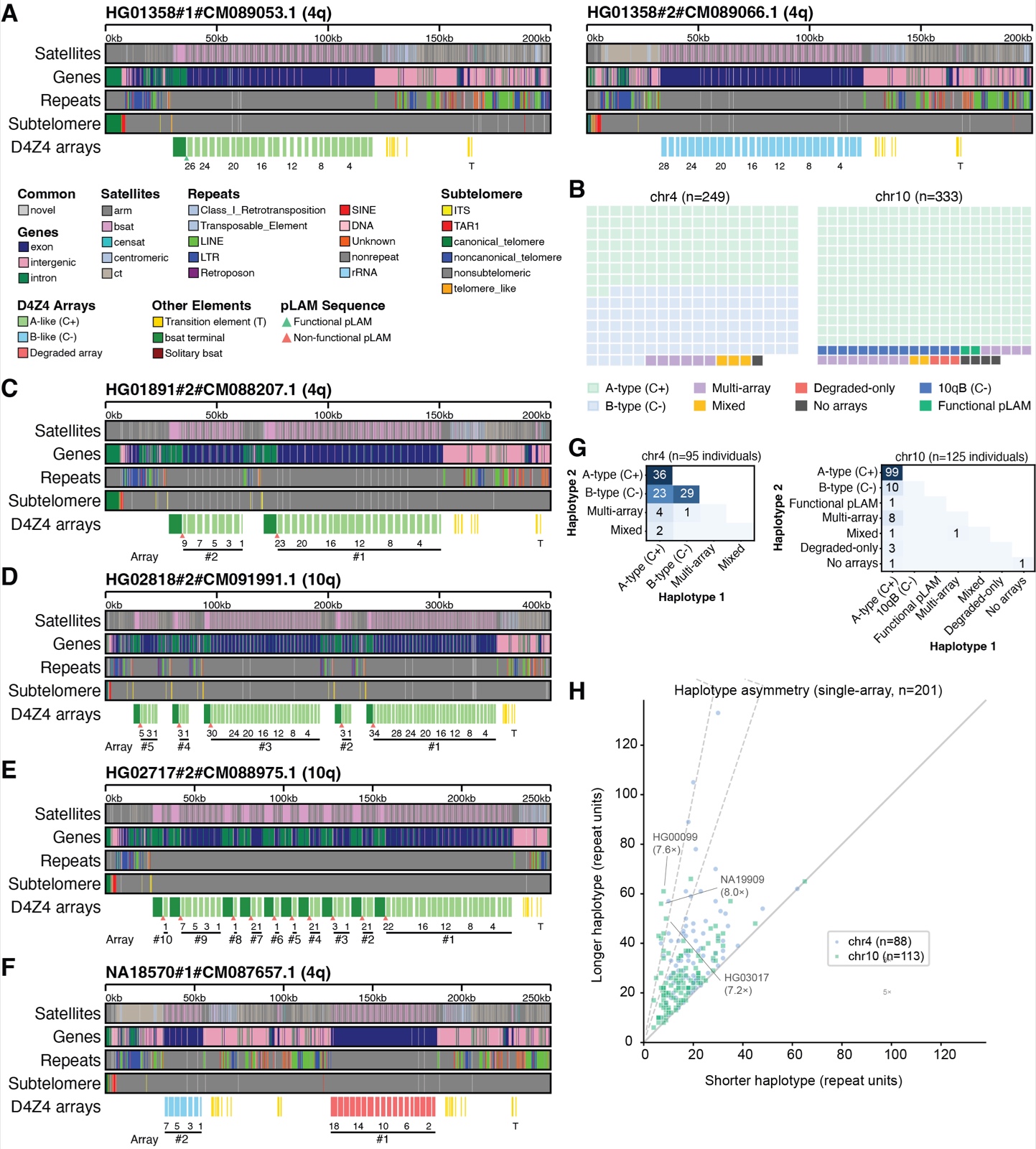 Pangenome-scale D4Z4 macrosatellite catalog from KaryoScope, with tracks for representative haplotypes across chromosomes 4q and 10q, waffle charts of structural category frequencies across 249 chr4 and 333 chr10 haplotypes, contingency tables of diploid combinations, and a scatterplot comparing repeat-unit counts between haplotypes.