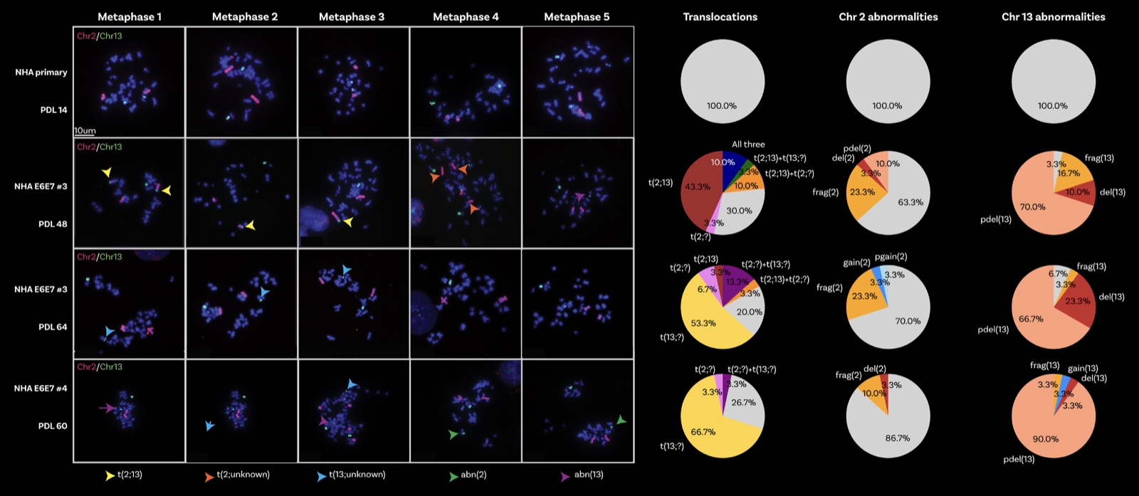 DAPI metaphase spreads with arrowheaded translocations, plus pie charts of shifting translocation composition